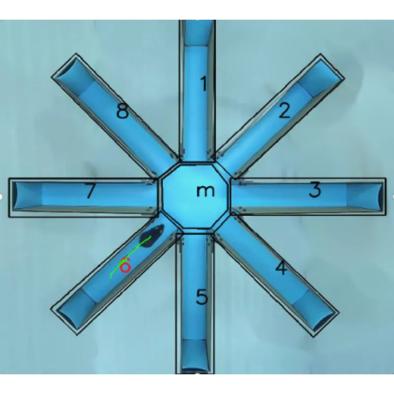 Labirynt ramion promieniowych